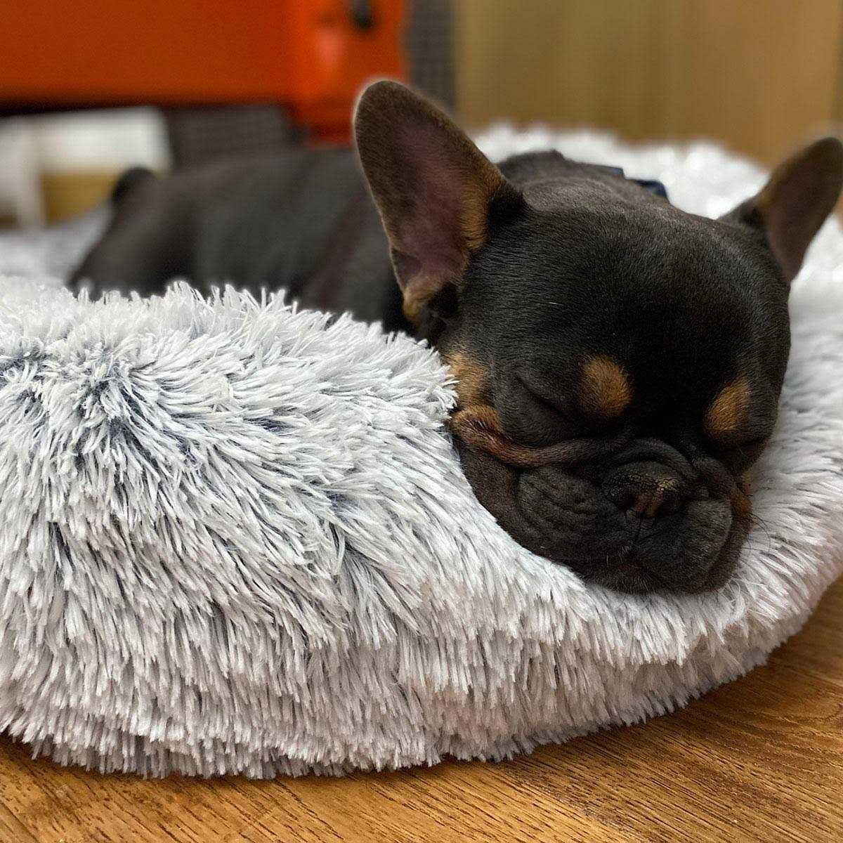Cuddle Bed V346
