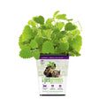Live Catnip B695996