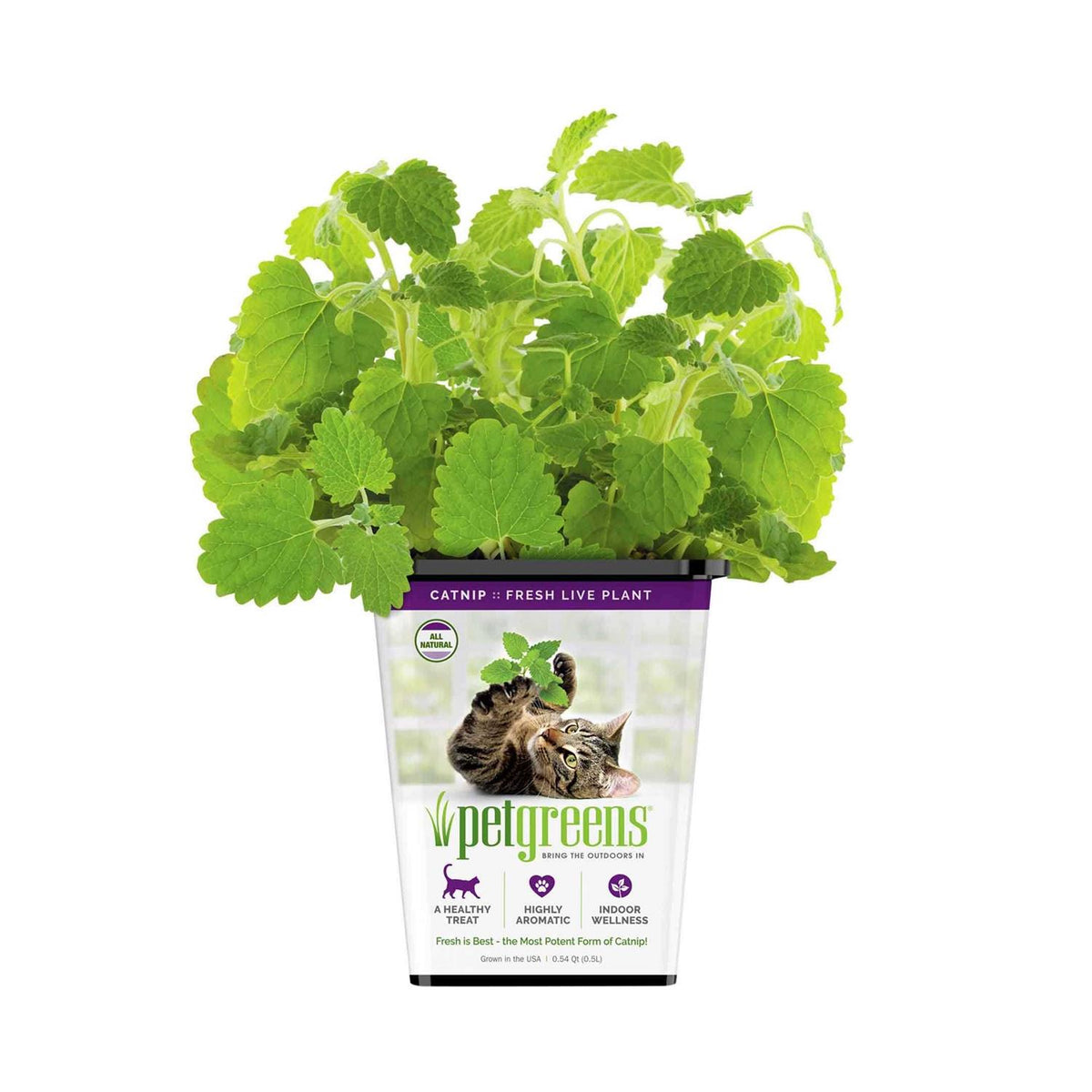 Live Catnip B695996