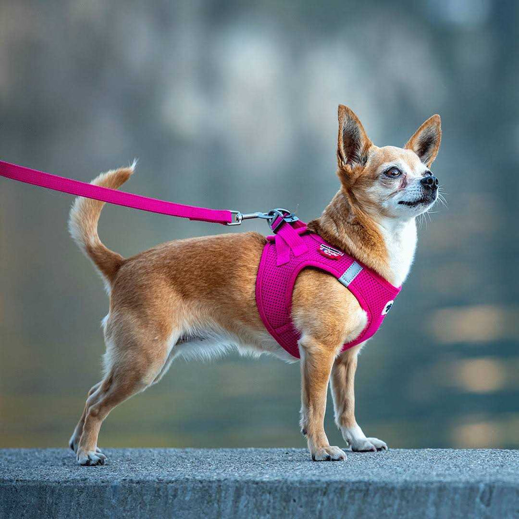 Air-Mesh Dog Harness Y48325