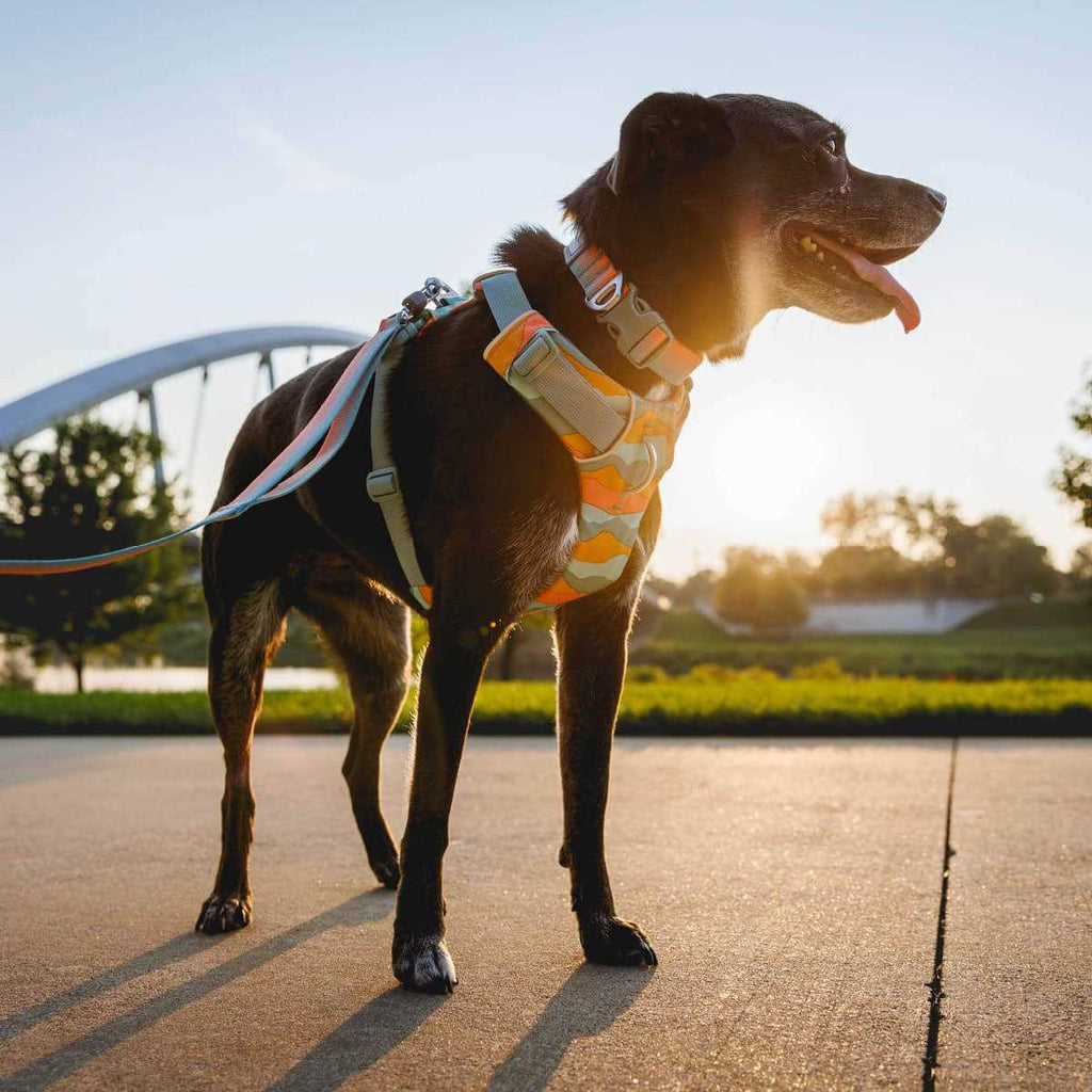 Harness A343381