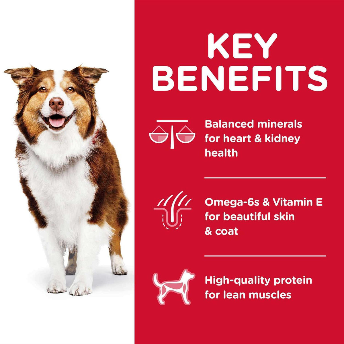 Chicken Adult 7+ Dog Food B1070