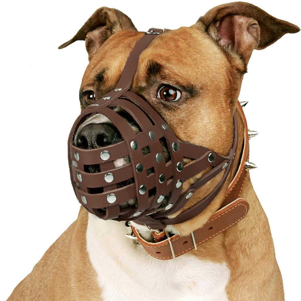 Dog Muzzle Genuine Leather O981581