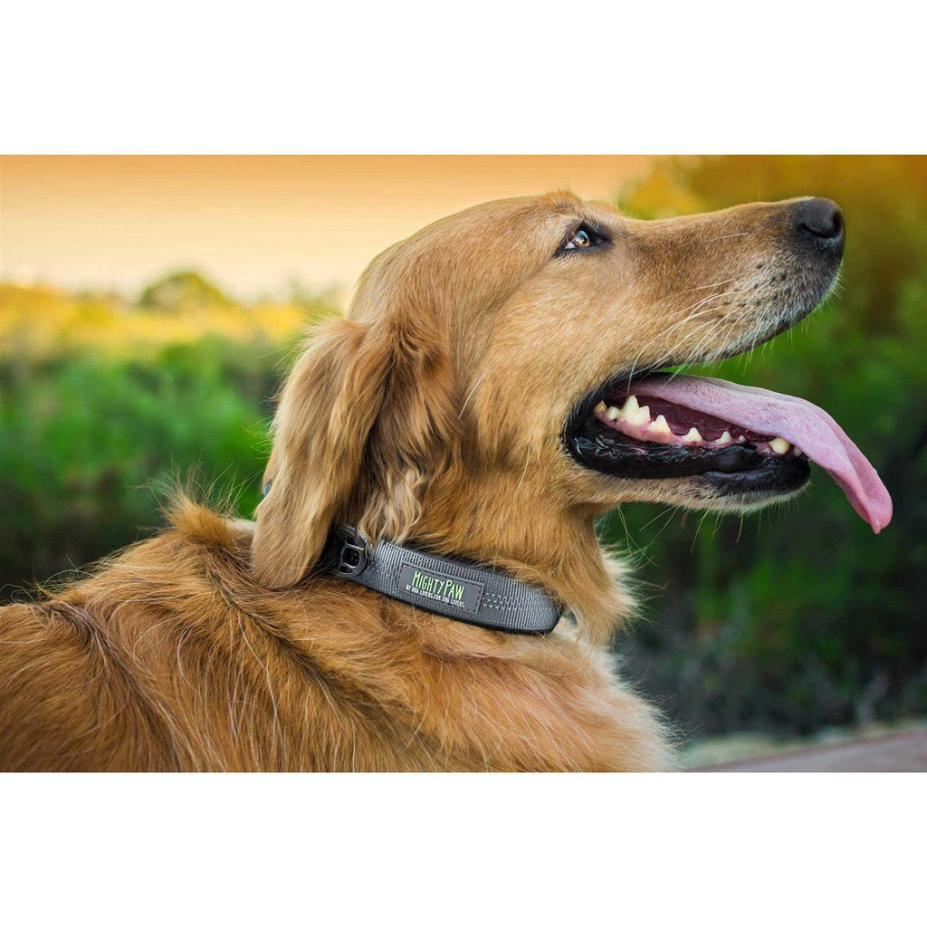 Dog Collar D379518