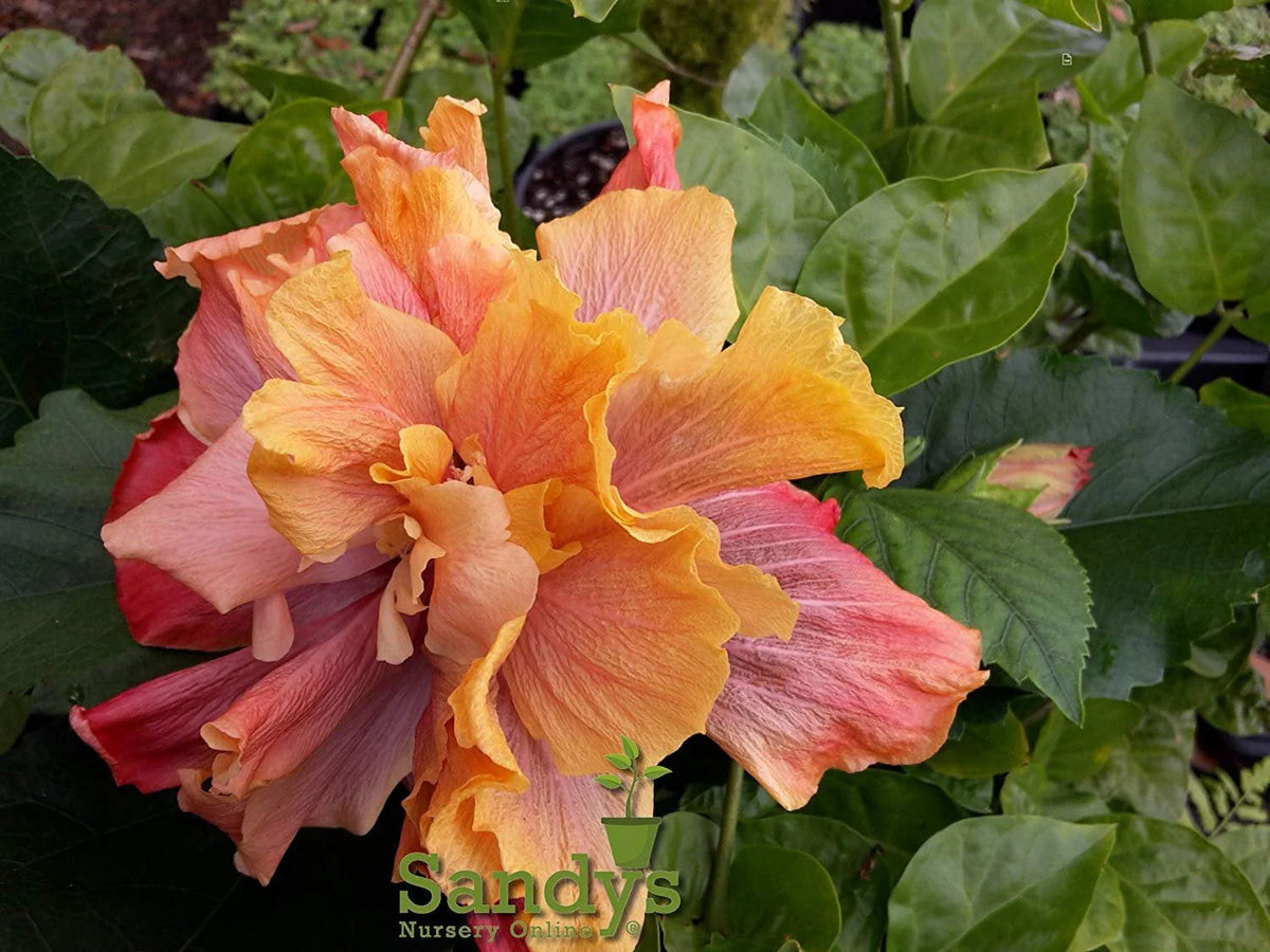Hibiscus Flower Shrub Starter Plant S1921
