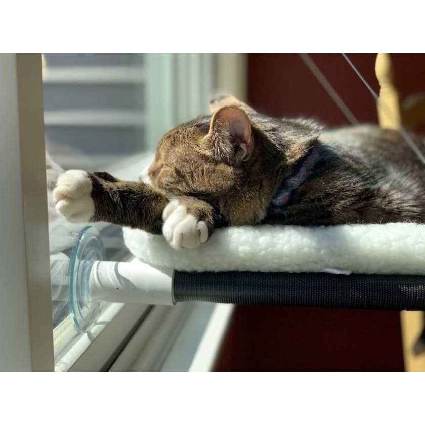 Cat Perch U80631