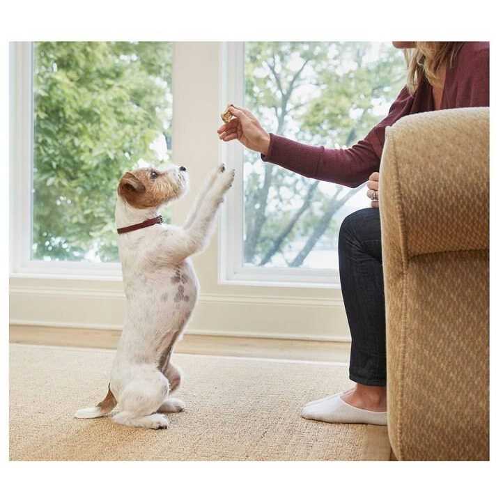 Bone Biscuits Dogs V35624