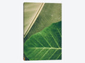 Canvas Prints E6987