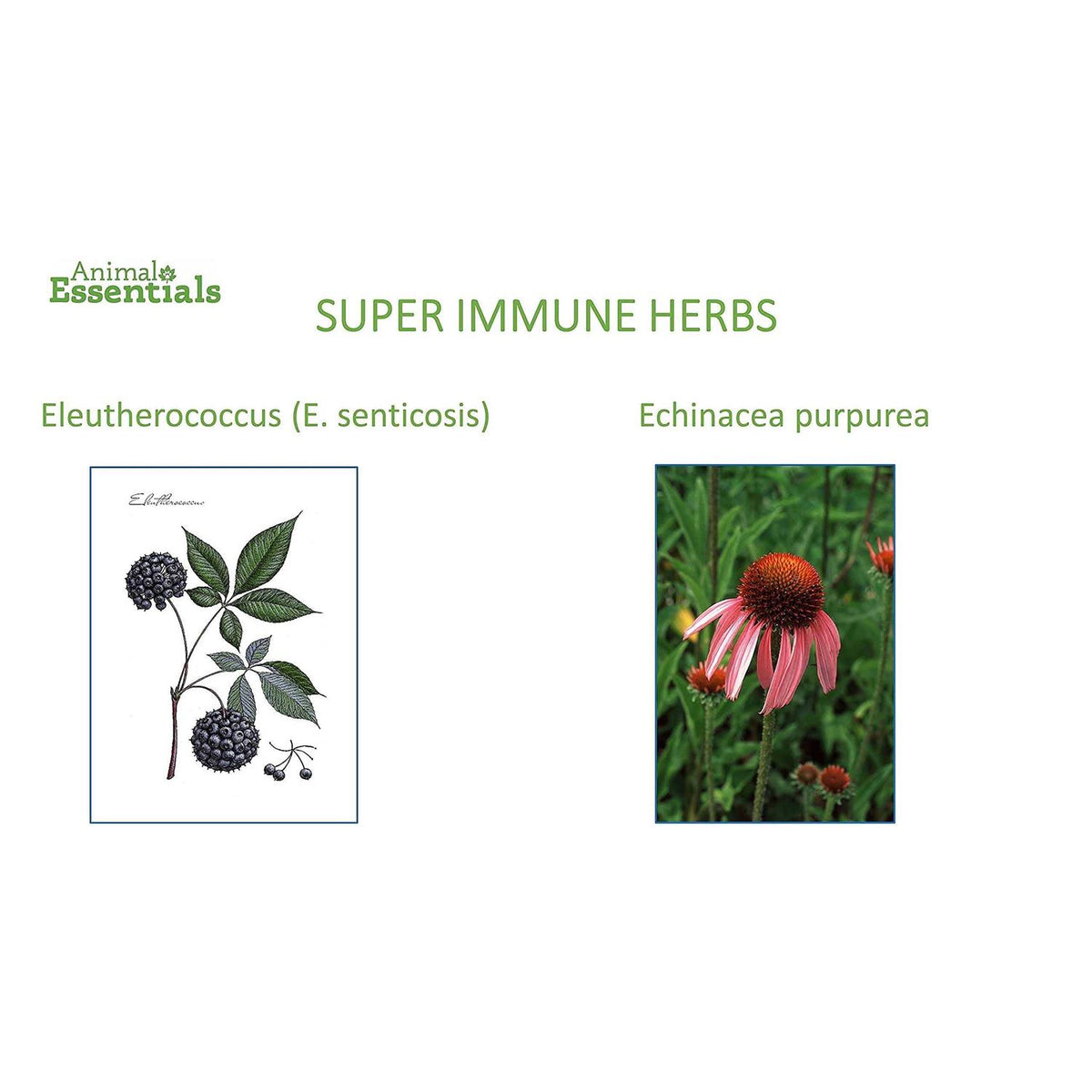 Super Immune T4436