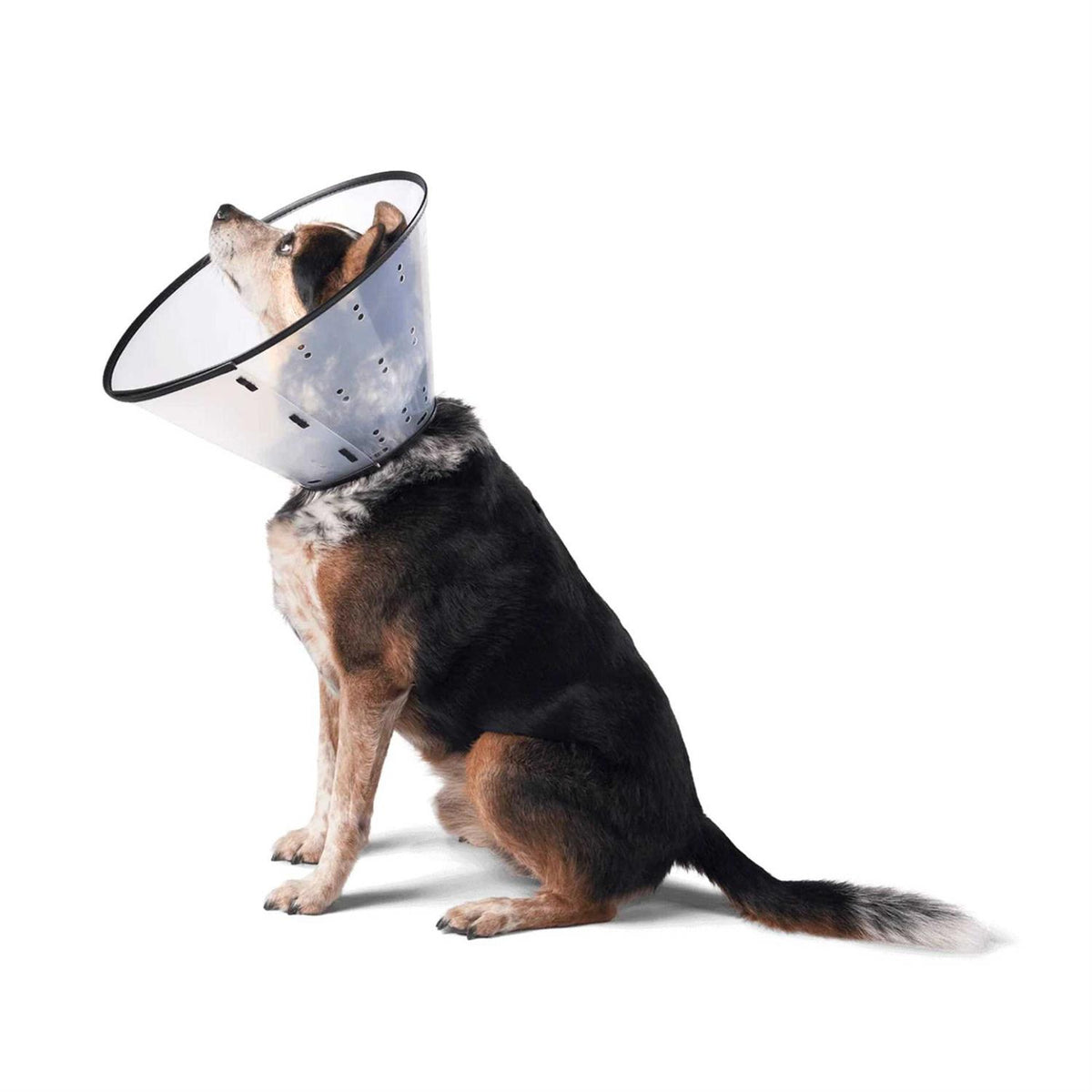 Dog E-Collar F16183