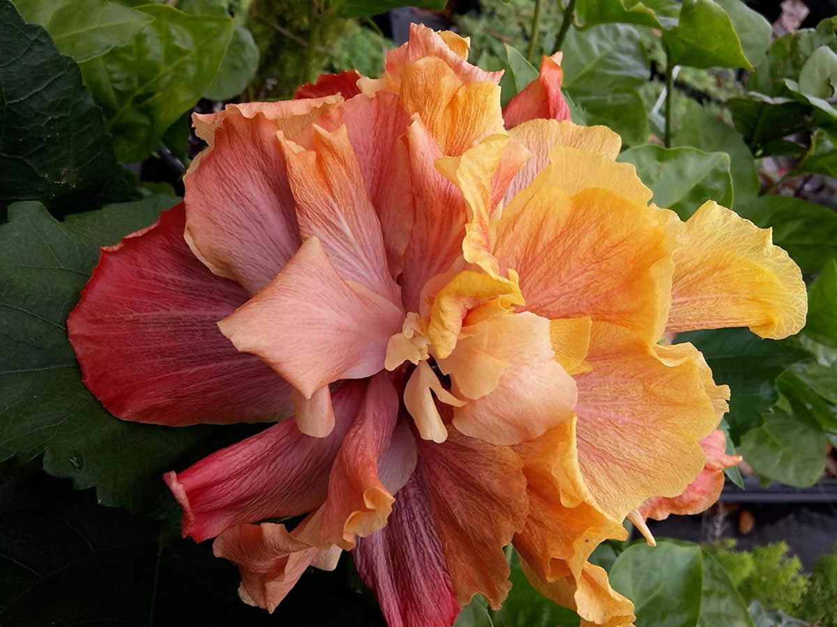 Hibiscus Flower Shrub Starter Plant S1921
