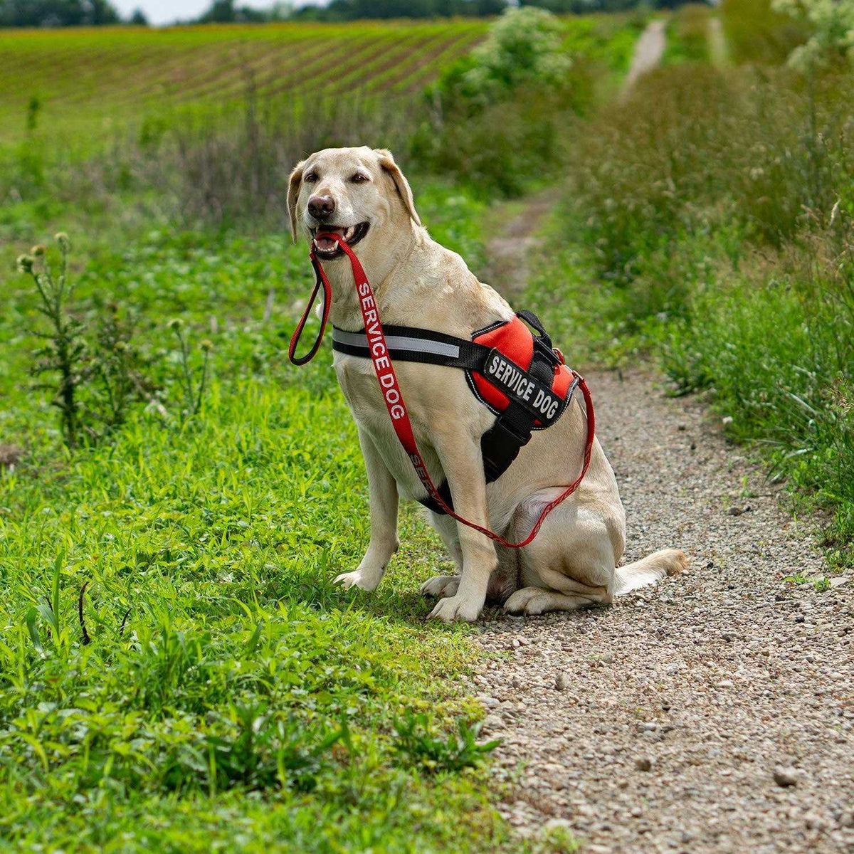 Emotional Support Dog Leash Wrap with Neoprene Handle S95050