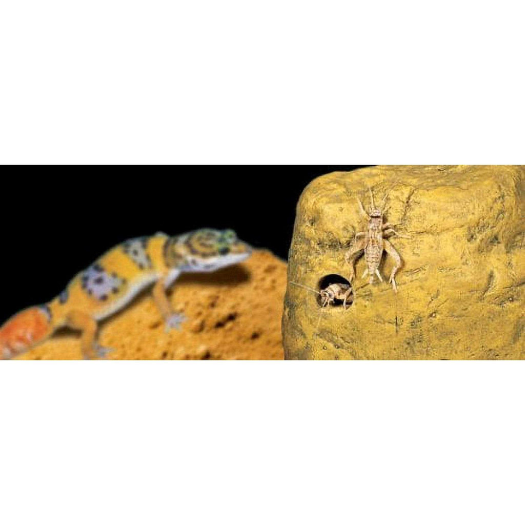 Feeding Rock Reptile Feeder I470