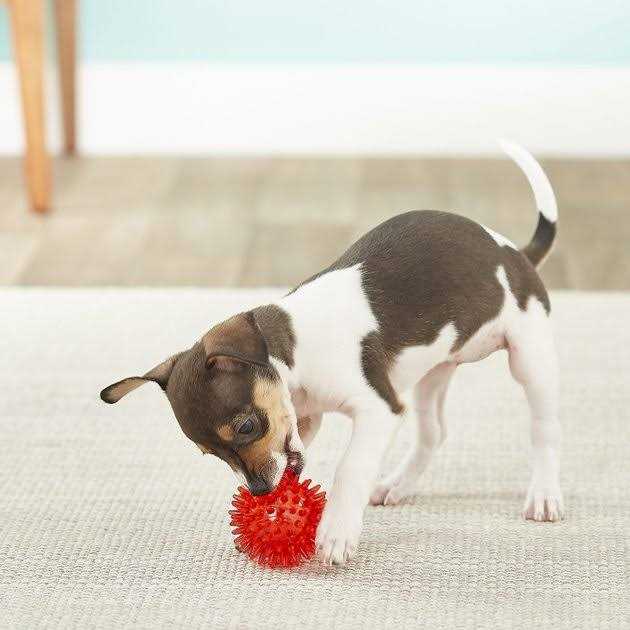 Squeaker Ball Dog Toy J95112