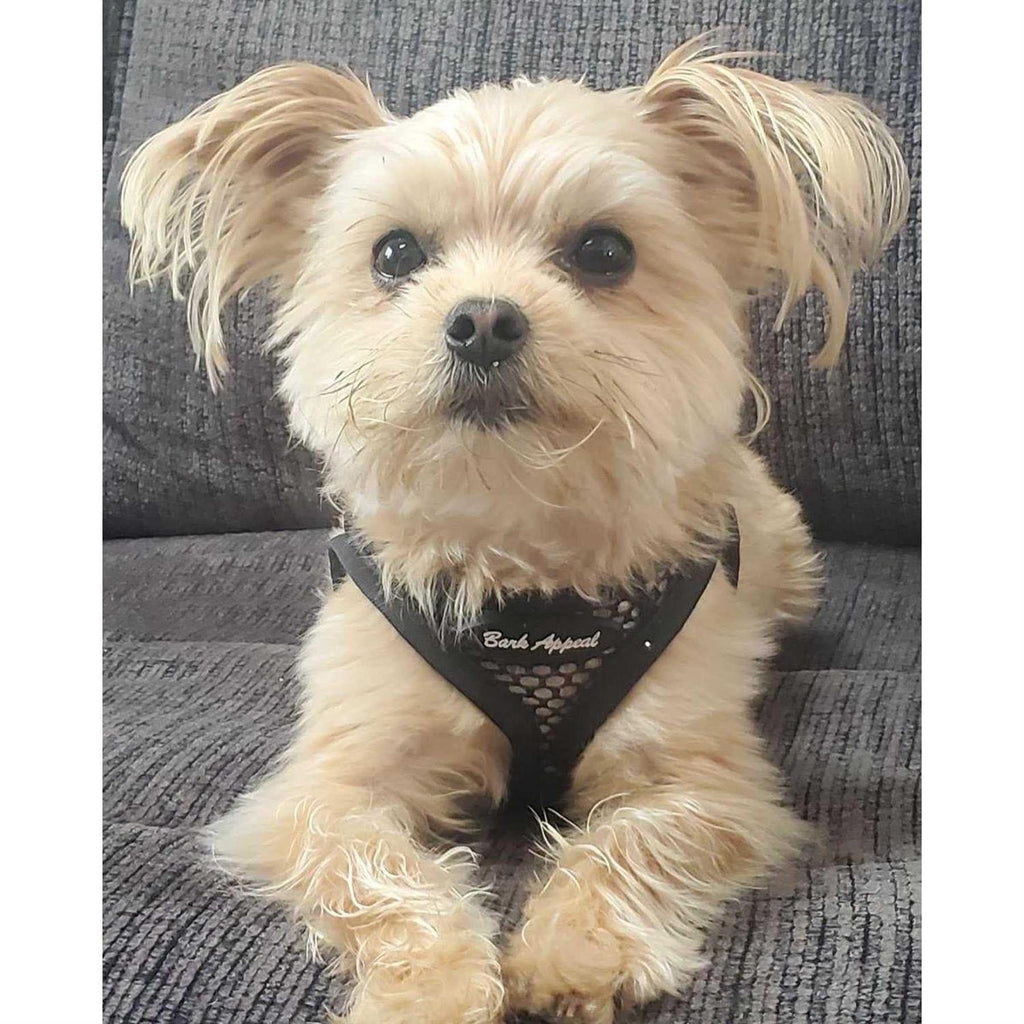 Mesh Harness G77474