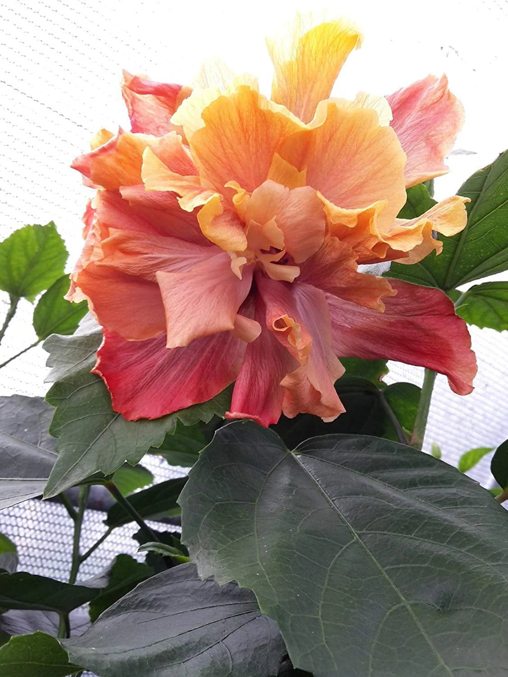 Hibiscus Flower Shrub Starter Plant S1921
