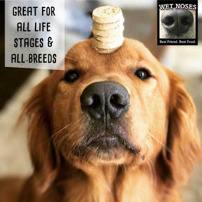 Grain Free Pumpkin Quinoa Dog Treats R2201