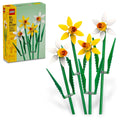 Yellow and White Daffodils C446955