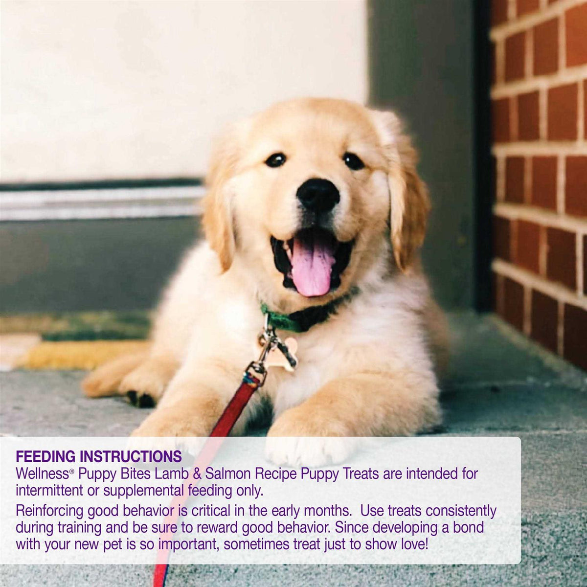 Dog Treats Y2883
