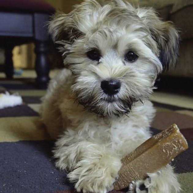 Dog Chew Q68769