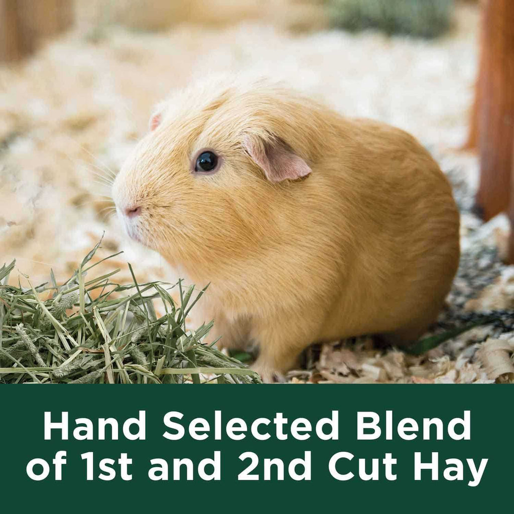 Timothy Hay G876238