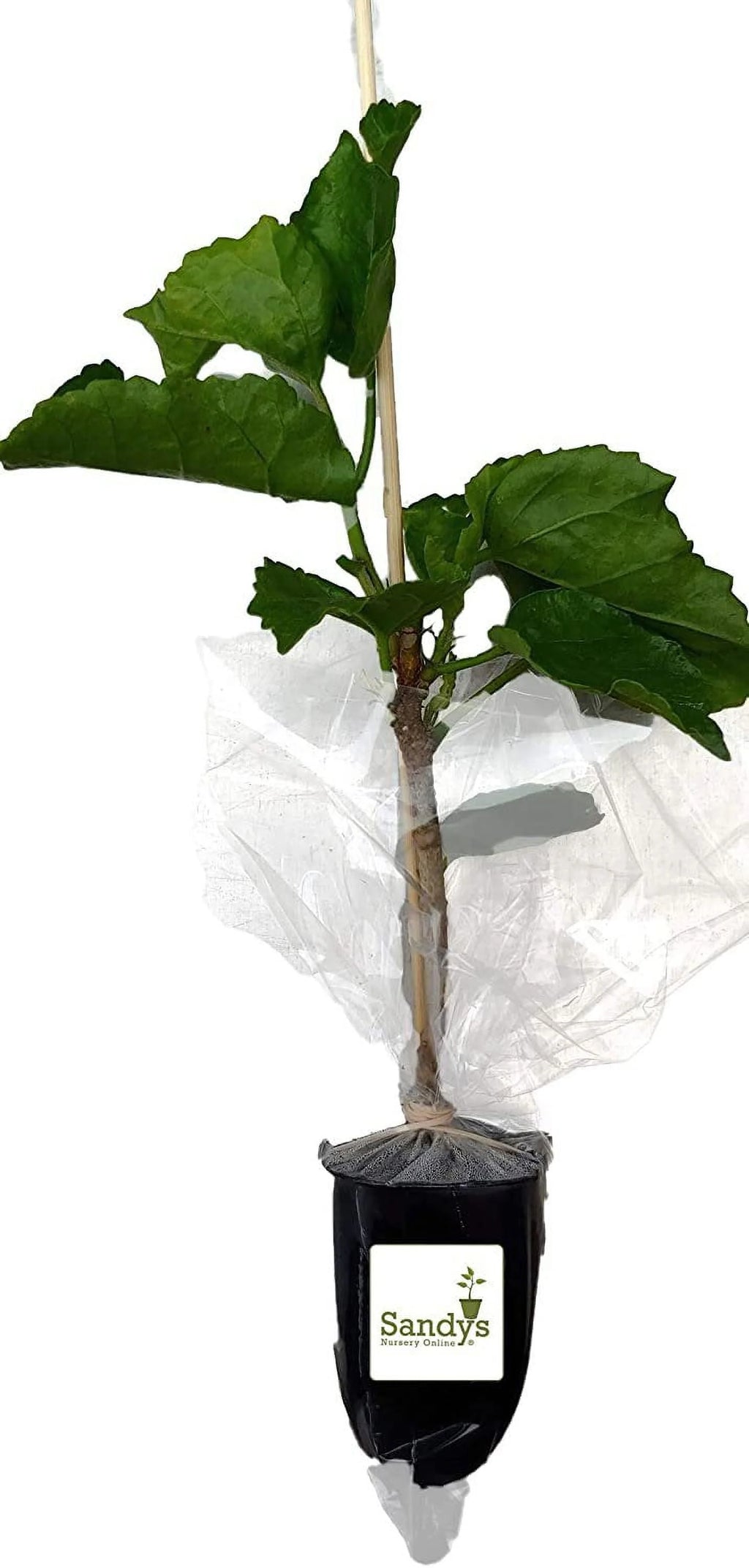 Hibiscus Flower Shrub Starter Plant S1921