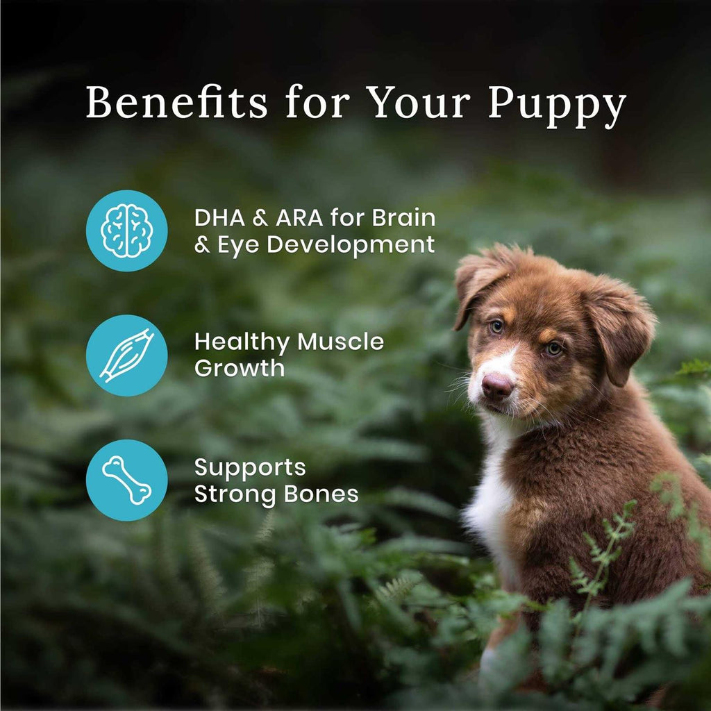 High Protein Natural Puppy Dry Dog Food Chicken D6746