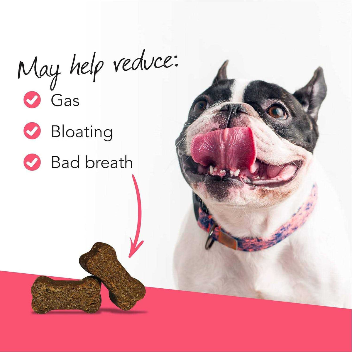 Probiotic Chews for Dogs B1701