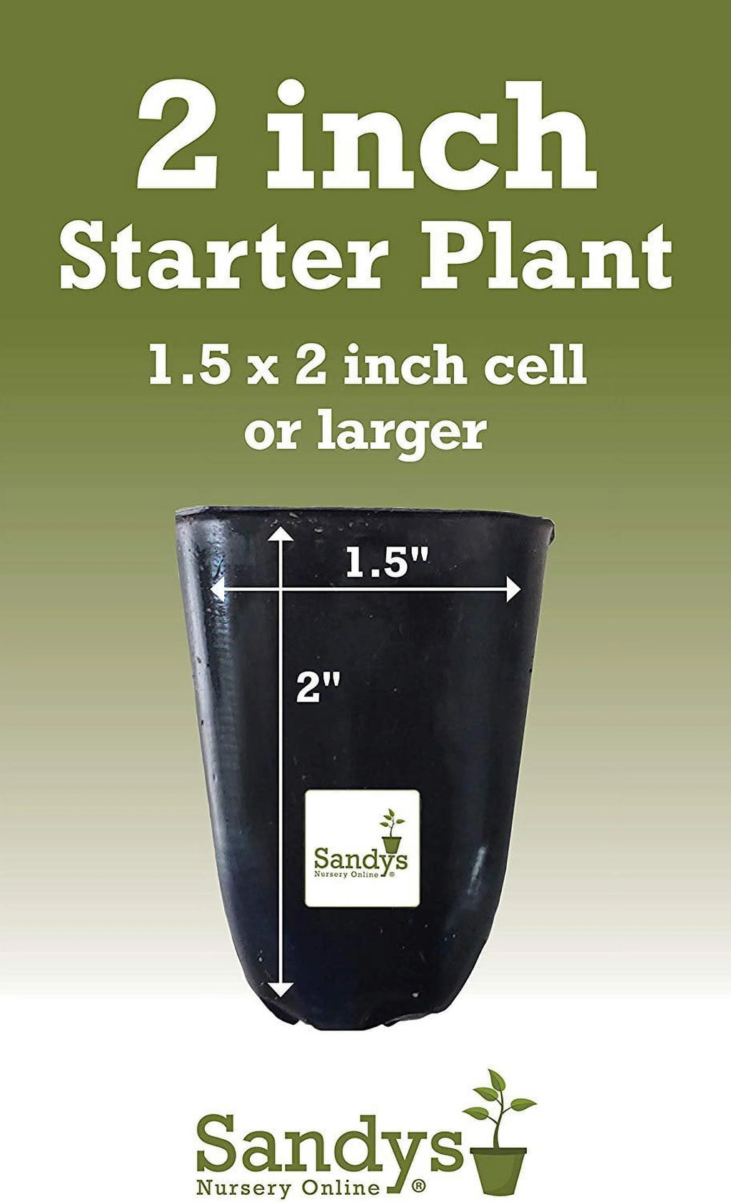 Hibiscus Flower Shrub Starter Plant S1921