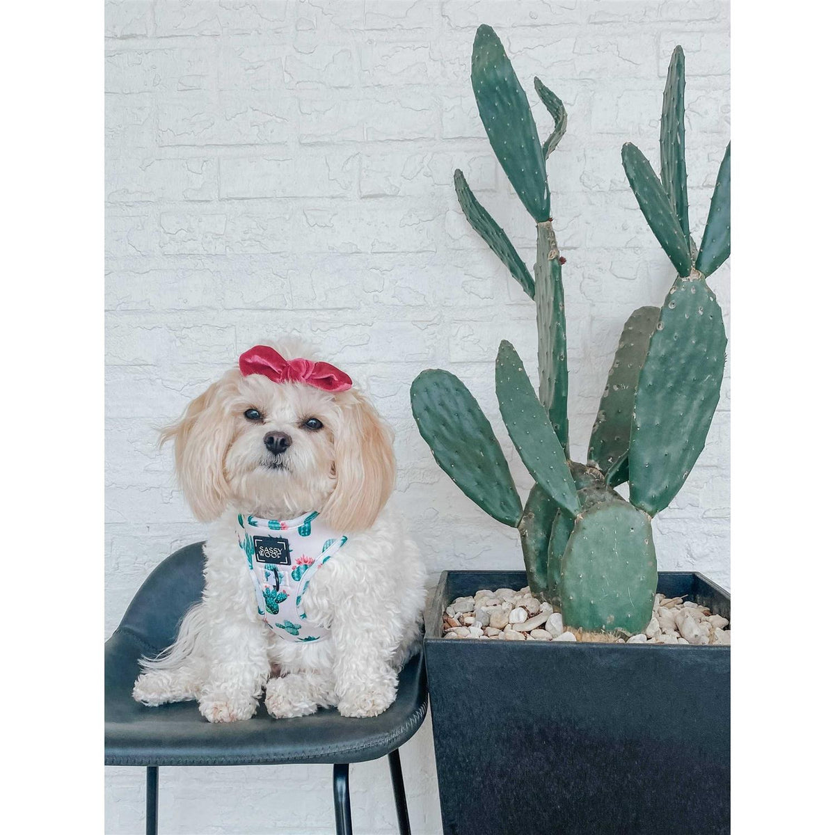 Adjustable Dog Harness B6840